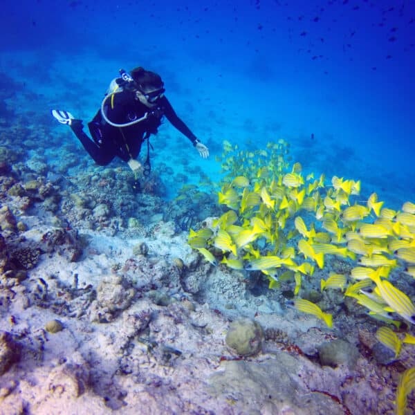 A scuba diver swims underwater near a vibrant coral reef, observing a large school of yellow fish. The clear blue water enhances the colorful marine life, creating a serene underwater scene—a true Maldives exclusive experience.