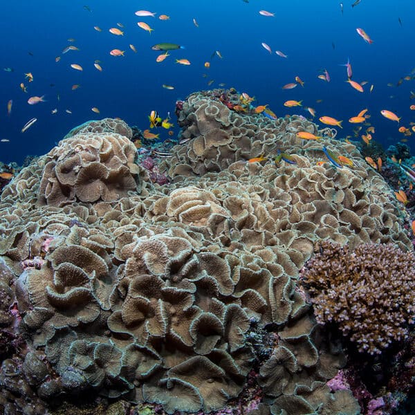 A vibrant underwater scene showcases a coral reef teeming with life. Numerous small, colorful fish swim around the coral formations. The reef structure is complex with various textures and shapes, creating a visually rich marine environment under the clear blue waters of an exclusive Maldives experience by Soneva.