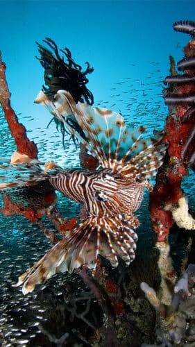 A vibrant underwater scene featuring a lionfish with its distinctive spiky fins, colorful coral formations, and various small fish swimming around. The background is a deep blue ocean, adding contrast and depth to the lively marine ecosystem—a true Maldives exclusive experience at Soneva.