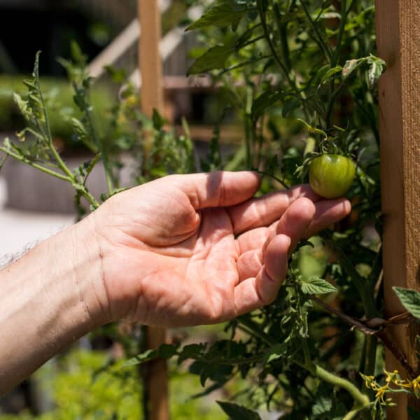 A hand gently touches a green tomato growing on a vine in a garden at Soneva, encapsulating the Maldives' exclusive experience. The plant is supported by a wooden trellis, with the background softly blurred, highlighting the focus on the hand and tomato.