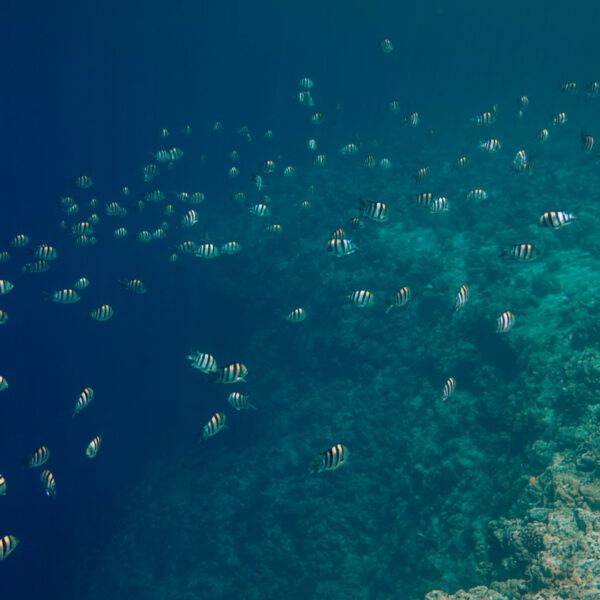 A school of black-and-white striped fish swims near a coral reef underwater, creating a Maldives Exclusive Experience. The fish are dispersed in a pattern that follows the contours of the seabed, which is dotted with various coral formations. The background water is a deep blue.