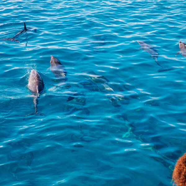 A pod of dolphins swimming in clear, bright blue ocean water near a Maldives luxury resort. Some dolphins are surfacing while others remain slightly submerged. A person with curly hair in the bottom right corner observes the scene at Soneva’s pristine beach.