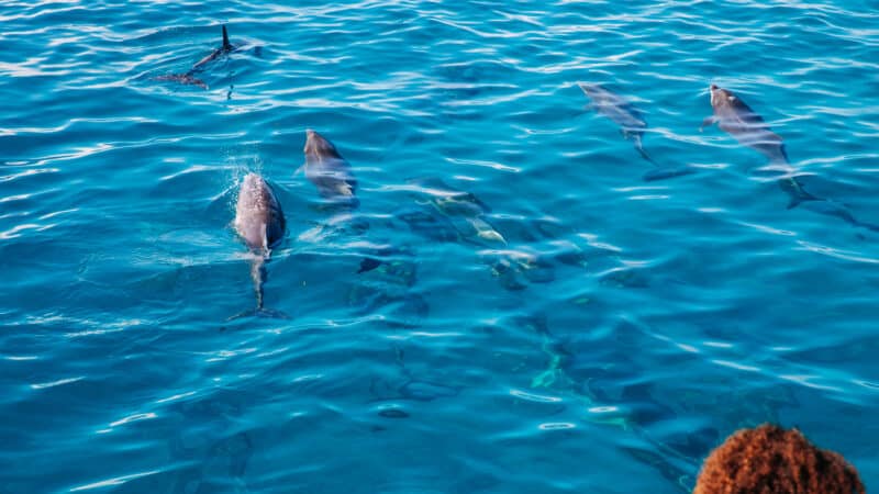 A pod of dolphins swimming in clear, bright blue ocean water near a Maldives luxury resort. Some dolphins are surfacing while others remain slightly submerged. A person with curly hair in the bottom right corner observes the scene at Soneva’s pristine beach.