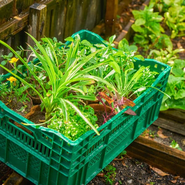 A green plastic crate filled with various potted plants and flowers sits in a garden, surrounded by wooden planks and green foliage, reminiscent of the lush environments fostered by the Maldives Foundation. The plants appear healthy, suggesting it has recently rained.