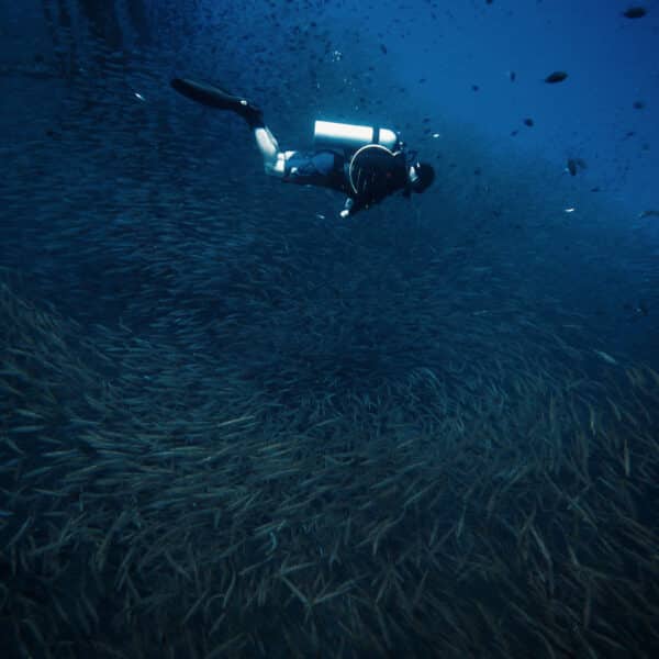 A diver swims underwater surrounded by a school of fish. The deep blue water and swirling fish form a mesmerizing pattern below the diver, who is equipped with scuba gear, including a tank, fins, and a mask. This serene scene is part of an exclusive Thailand experience at Soneva resorts.