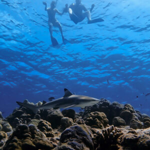 A shark swims near a coral reef while two snorkelers float above, observing from the surface during their Maldives luxury yacht holiday. The clear blue water allows a detailed view of the marine life beneath them.