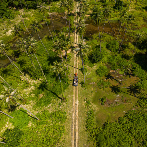 Aerial view of a vehicle driving on a narrow dirt road lined with tall palm trees on both sides. The lush green vegetation creates a tropical landscape, characteristic of a Thailand exclusive experience. Two people can be seen riding on the vehicle, enjoying what feels like their very own Soneva escape.