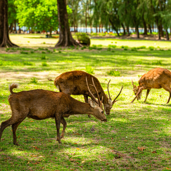 Three deer are grazing on a verdant field shaded by tall trees on a sunny day. In the background, the lush forest of Soneva filters sunlight through its canopy, casting dappled shadows on the ground. This tranquil scene promises an exclusive experience reminiscent of Thailand&#039;s serene beauty.