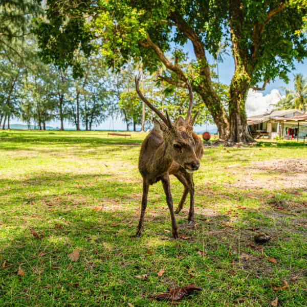 A deer stands on a grassy area under the shade of tall trees. In the background, there are several small buildings and a clear blue sky, suggesting a peaceful, natural setting. This Thailand exclusive experience captures the serene beauty that Soneva is renowned for delivering.