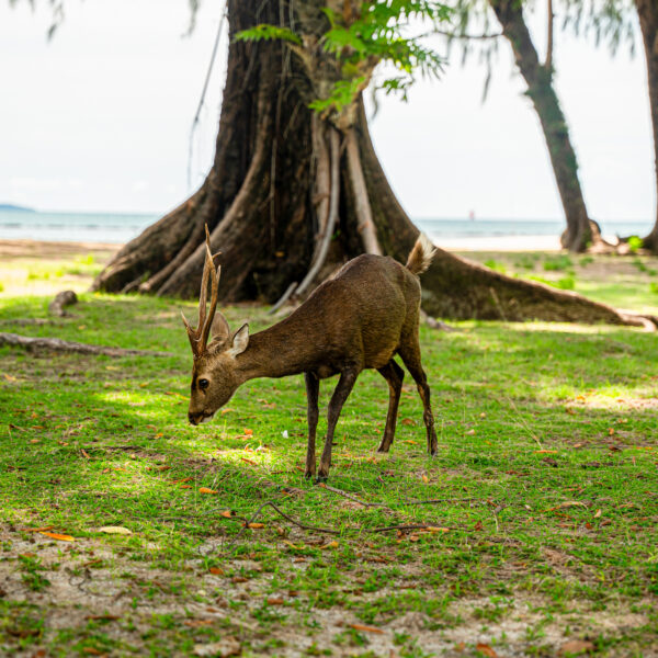 A small deer with short antlers grazes on green grass under the shade of large trees with thick, exposed roots. In the background, there is a sandy beach and the calm sea under a partly cloudy sky—truly a Thailand Exclusive Experience by Soneva.