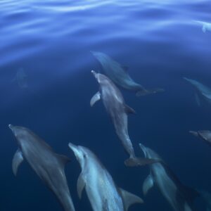 A pod of dolphins swims together in clear, deep blue water. The sunlight subtly illuminates their sleek bodies, showcasing various shades of gray and white. The surface of the water is calm with gentle ripples—a scene as serene as Soneva Exclusive Offers.