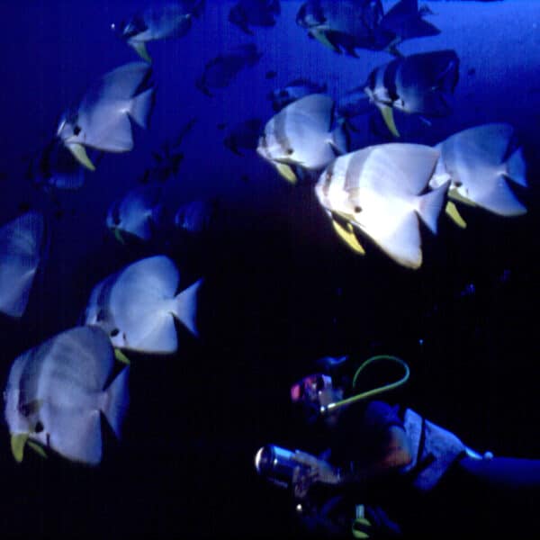 A scuba diver swims underwater at night among a school of batfish, illuminated by a dive torch. This exclusive experience in the Maldives captures the diver's gear and the fish's reflective scales in the dark ocean environment near Soneva.