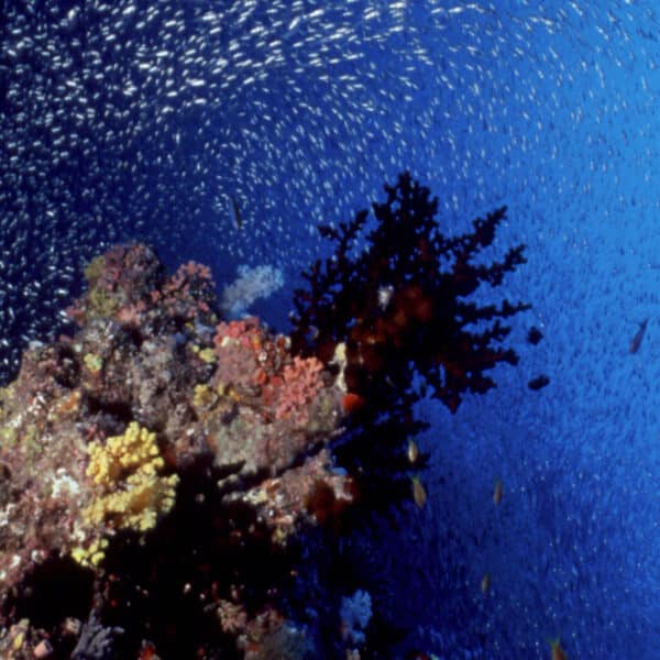 A vibrant underwater scene in the Maldives Exclusive Experience by Soneva features a coral reef teeming with colorful corals and a swirling school of small fish against a backdrop of deep blue water. The reef is densely populated with various marine life, creating a dynamic, bustling environment.