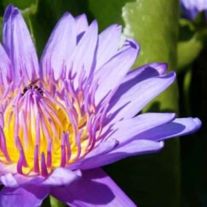 A close-up of a vibrant purple water lily with a yellow center, blooming in the sunlight. An ant is visible on the petals near the center. Green leaves provide a contrasting background, reminiscent of the natural beauty seen in Maldives Namoona.