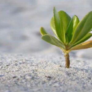 A small green plant with several leaves sprouts from the sandy ground, standing tall and bright against the blurred, light beige background. The fresh and healthy plant symbolizes new growth and resilience, much like the initiatives born from Maldives Namoona's environmental efforts.