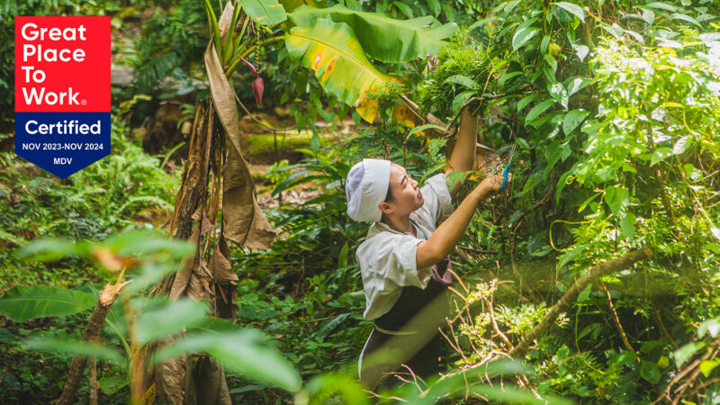 A person wearing a chef's uniform, including a white hat, is foraging for herbs or plants in a lush, green jungle. The image includes a "Great Place to Work Certified Nov 2023-Nov 2024 MDV" logo in the upper left corner, hinting at the adventurous opportunities of a Soneva Career.