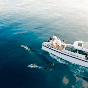 A group of people on a white boat are leaning over the edge, watching a few dolphins swimming in the clear blue water. The scene is calm and serene, with the ocean reflecting the sky above. Engaged and excited by the dolphins, they discover it's all part of Soneva Exclusive Offers.