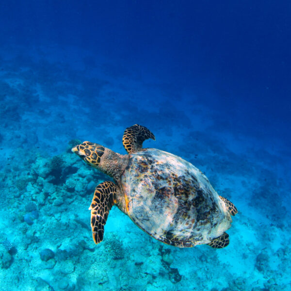 A sea turtle swims gracefully above a vibrant coral reef in the clear, blue waters of the Maldives. The turtle's shell features intricate patterns, and its flippers are extended outward as it glides through this exclusive experience at Soneva. Sunlight filters down from the surface, illuminating the scene.