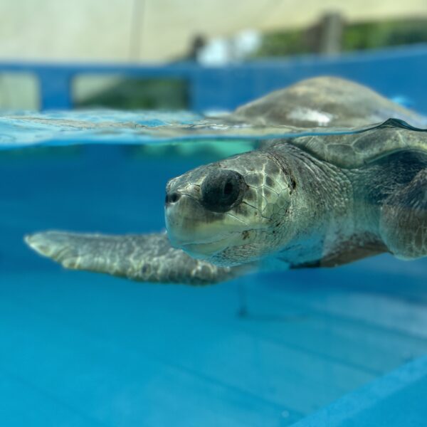 A sea turtle, partially submerged in the crystal waters, glides gracefully with flippers extended. Its head peeks above the surface, set against a backdrop of a blue tank and blurred greenery, embodying the tranquil essence of Soneva's serene environments.