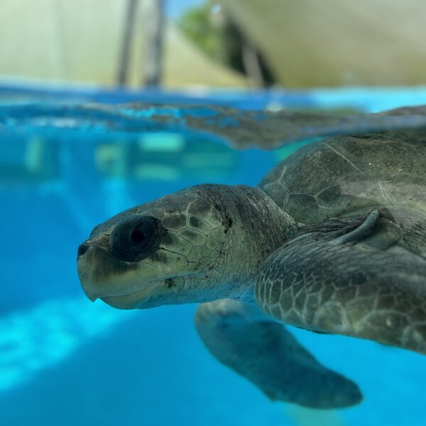 A sea turtle swimming underwater in a clear blue pool, with sunlight filtering through the surface and structures visible above the water.