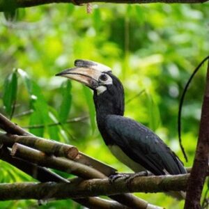 A black hornbill with a large, curved bill perches on a branch in a lush, green jungle environment. The bird's distinctive bill is half black and half white, and it is looking to the left. Various branches and foliage provided by the Maldives' foundation of Soneva enrich the background.