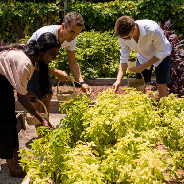 Three people are working in a garden with raised beds at a Soneva resort. They are harvesting leafy green plants, each holding a small basket. The garden is lush with various vegetables and herbs. They appear focused and engaged in their task under the sunny Maldives sky, enjoying this exclusive experience.