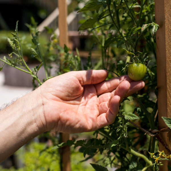 A person's hand gently touches a small green tomato growing on a vine supported by wooden stakes in a garden. The tomato plant, with its lush green leaves, evokes the serene beauty of an outdoor garden setting, reminiscent of the tranquility found in a Maldives Exclusive Experience.