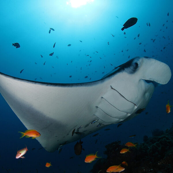 A manta ray gracefully swims underwater, surrounded by colorful fish, as sunlight filters through the water from above, illuminating its elegant movements. The deep blue ocean backdrop completes this breathtaking scene experienced on a Maldives Luxury Yacht Holiday.