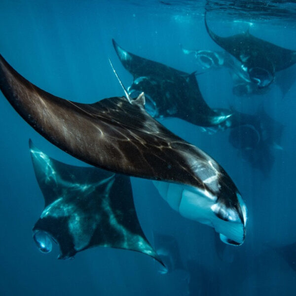 A group of manta rays swimming gracefully underwater against a blue aquatic backdrop in an exclusive Maldives experience at Soneva. The rays glide through the water with their wide, flat bodies and distinctive wing-like pectoral fins, illuminated by light penetrating the water.