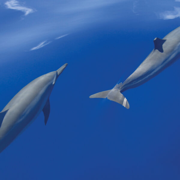 Two dolphins swimming gracefully underwater in the clear blue waters of the Maldives. The dolphins are side by side, moving in the same direction, with the sunlight illuminating their sleek bodies. This Soneva exclusive experience conveys a sense of tranquility and harmony in the ocean.