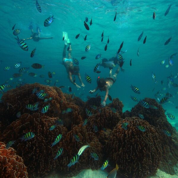 Three snorkelers swim above colorful corals amongst numerous striped tropical fish in the clear turquoise waters of the Maldives. The vibrant scene, part of Soneva&#039;s exclusive experience, is filled with underwater life and sunlight filtering through the water surface.