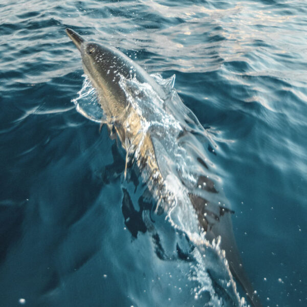 A dolphin swims just beneath the surface of clear, blue water at Soneva in the Maldives, with its dorsal fin and back partially emerging. The water ripples around its body, reflecting light and creating a serene oceanic scene—truly an exclusive experience.