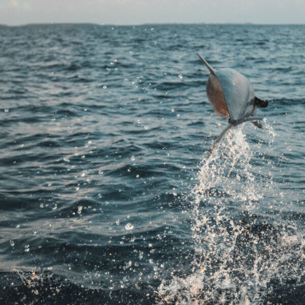 A fish leaps out of the ocean, with water splashing around it. The horizon is visible in the background under a clear sky, showcasing the Maldives Exclusive Experience at Soneva.