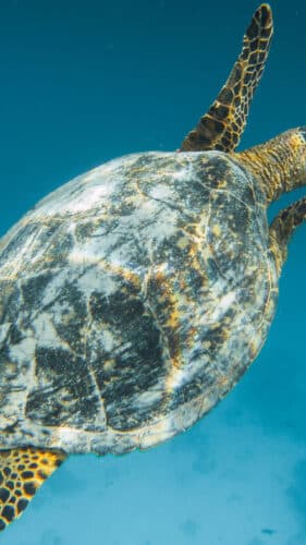 A sea turtle swims gracefully underwater against a blue ocean backdrop, offering an exclusive experience reminiscent of the Maldives. The turtle’s shell is intricately patterned with shades of green, brown, and black, and its flippers are speckled with similar colors.