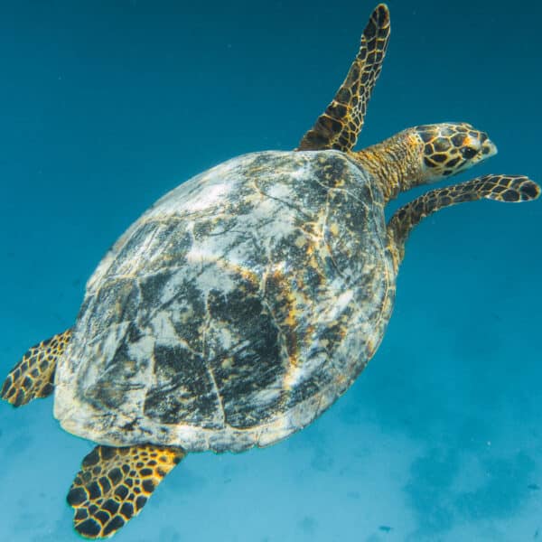 A sea turtle swims gracefully underwater against a blue ocean backdrop, offering an exclusive experience reminiscent of the Maldives. The turtle’s shell is intricately patterned with shades of green, brown, and black, and its flippers are speckled with similar colors.