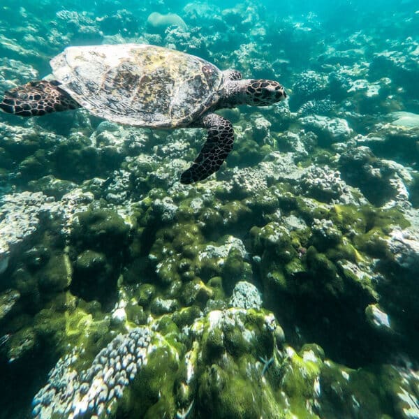 A sea turtle swims over a coral reef in clear, blue water. The turtle's shell and flippers are visible, and the reef below is a mix of various corals and algae. Sunlight filters through the water, illuminating this Maldives exclusive experience at Soneva.