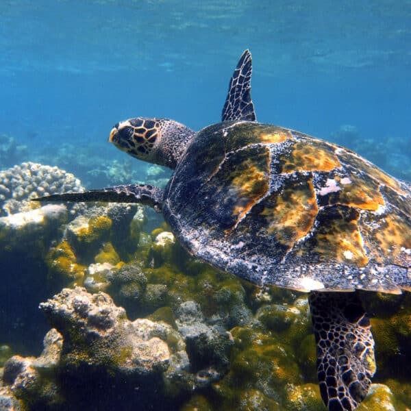 A sea turtle swims gracefully over a vibrant coral reef in the clear blue waters of the Maldives. This exclusive experience at Soneva showcases the turtle's patterned shell blending seamlessly with the underwater scenery as sunlight filters through, illuminating its marine habitat.