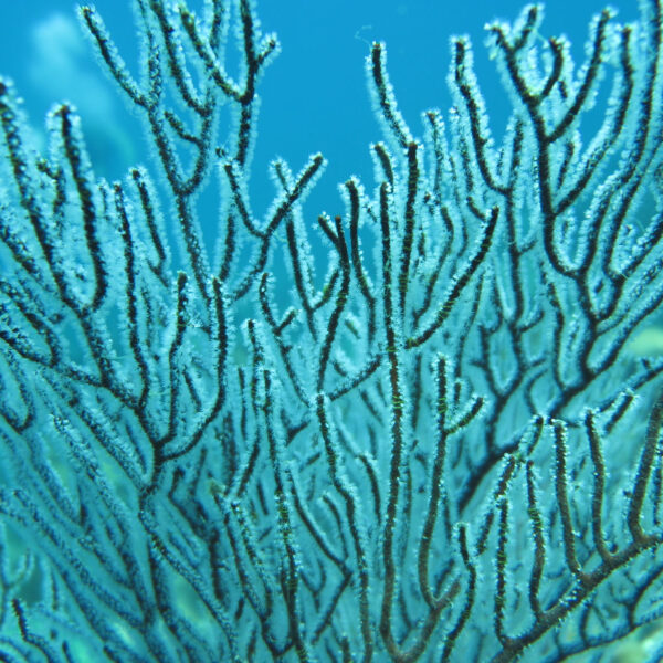 Close-up underwater photograph of a soft coral resembling intricate, branching tree-like structures. The branches are covered in a layer of tiny polyps, set against the blue-green waters that define this Thailand Exclusive Experience with Soneva, with softly blurred coral formations in the distance.