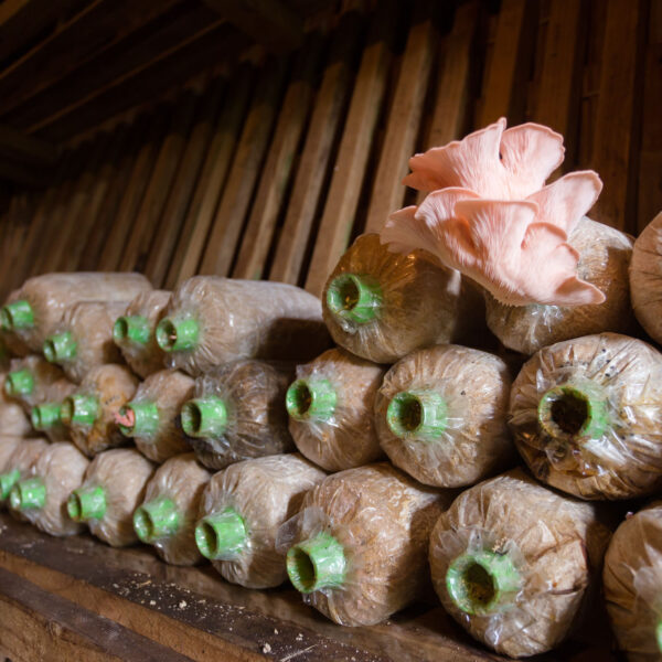 Rows of plastic bags filled with substrate are stacked on wooden shelves, serving as a growing medium for pink oyster mushrooms that are sprouting from holes in the bags. The scene is set in a rustic, wooden indoor environment, offering a Thailand Exclusive Experience like no other at Soneva.