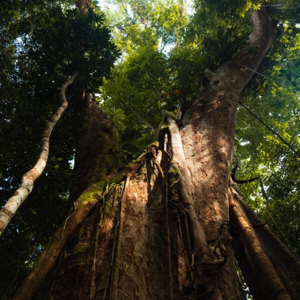 A towering tree with a thick, textured trunk covered in vines and moss stretches upward. The dense canopy of green leaves filters sunlight, casting a dappled light on the forest floor below, creating a serene, natural atmosphere—a Thailand exclusive experience offered by Soneva.