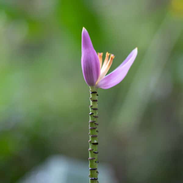 A close-up of a single pink flower with long, slender petals on a tall green stem. The background is blurred, highlighting green foliage and creating a soft focus effect that emphasizes the flower's delicate structure, reminiscent of a Thailand Exclusive Experience at Soneva resorts.