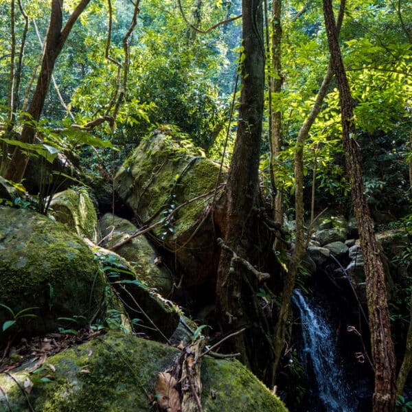 A lush, green forest scene featuring large moss-covered rocks, tall trees with twisted roots, and a small waterfall cascading over rocks. Sunlight filters through the dense canopy, creating dappled light patterns on the forest floor in this exclusive Thailand experience by Soneva.