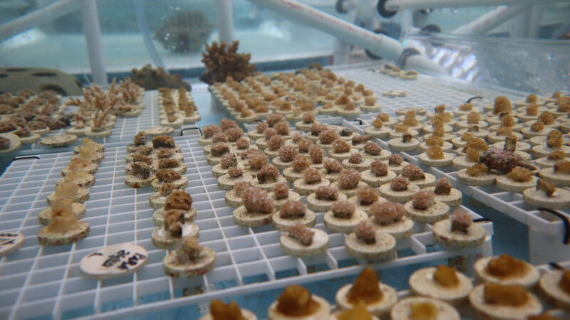 In collaboration with Soneva, coral fragments are meticulously arranged on small bases at a marine lab for reef restoration. The setup includes grids and various coral species, showcasing the Salt Group's commitment to underwater conservation efforts.