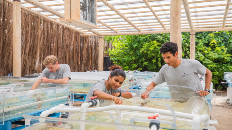 In a greenhouse-like structure, three people from the Salt Group in gray shirts tend to coral tanks. They adjust equipment and observe the corals as natural light filters through the roof, illuminating blue tanks and clear tubing.