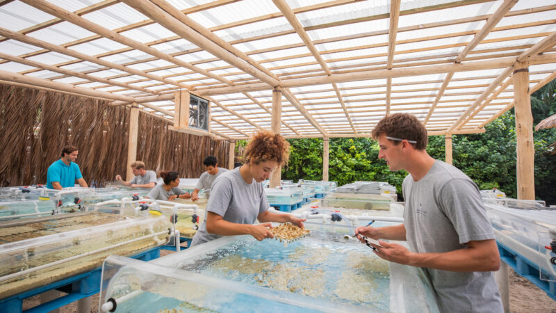 Under a wooden structure with a transparent roof, people at a Soneva coral cultivation facility carefully handle coral fragments in water tanks. Dressed casually, they diligently work, surrounded by lush tropical plants that lend the setting a serene, natural ambiance.