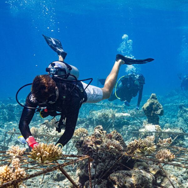 Three scuba divers from the Salt Group work underwater on coral restoration near Soneva's site. One diver in the foreground tends carefully to coral structures on the seabed. Clear blue water and sunlight illuminate the rocky ocean floor and metal frameworks supporting the corals.