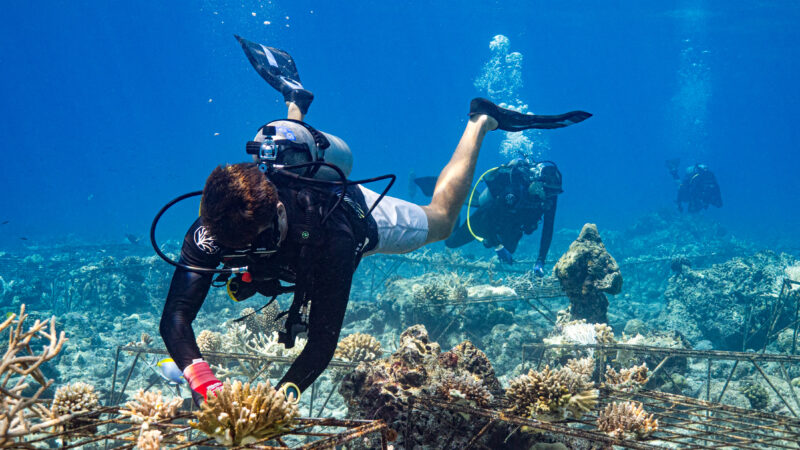 Three scuba divers from the Salt Group work underwater on coral restoration near Soneva's site. One diver in the foreground tends carefully to coral structures on the seabed. Clear blue water and sunlight illuminate the rocky ocean floor and metal frameworks supporting the corals.