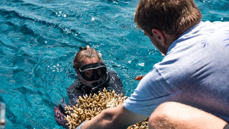 A snorkeler in the water holds a piece of coral, handing it to a person on a boat. The ocean is clear and blue, with sunlight reflecting off the water. Both individuals, part of the Soneva team, are engaged in what appears to be a marine conservation activity.