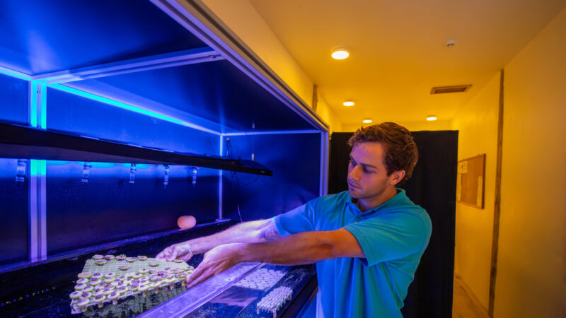 A person in a blue shirt, representing the innovative Soneva group, places a tray with plants inside a hydroponic system under the nurturing glow of blue grow lights. The setting is an indoor growing facility with a hallway and soft overhead lighting, reminiscent of Salt Group's sustainable spaces.