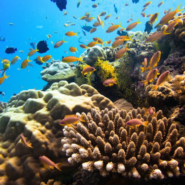 The Coral reef scene exudes the luxury of a Soneva experience, with vibrant fish swimming amidst corals. Branching and rounded types create an underwater tapestry in clear waters, where a blue gradient deepens. The dynamic movement of colorful fish evokes the artistry akin to a Salt Group masterpiece.